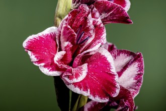 Beautiful Blooming red Gladiolus Jiri Vaclavik on a green background. Flower head close-up, Odessa,