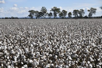 Cotton crop ready for harvest at Byee, near Murgon in the South Burnett district of Queensland,