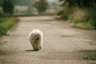 A small dog runs along a street all alone in the sunshine