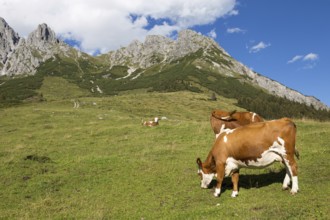 Cows on austrian alp, Austria