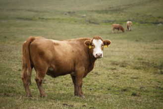 Cows grazing on autumn pasture