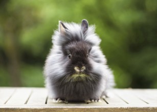 A fluffy black lionhead rabbit sits on a table in the garden with a blurred background