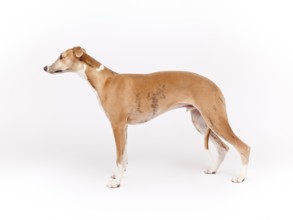 An image of a beautiful whippet dog on white background