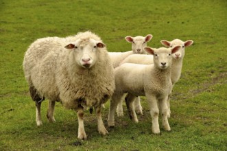 North German grazing sheep with white lambs