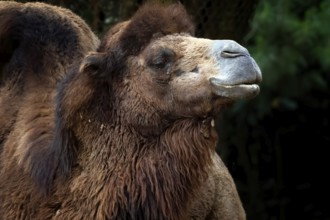 Close up photos of camel heads