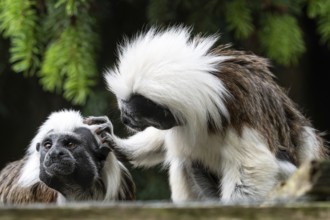Cotton-top tamarin (Saguinus oedipus) little monkeys