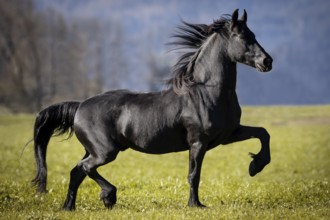 Frisian gelding in the pasture in autumn