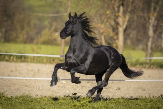 Frisian gelding in the pasture in autumn