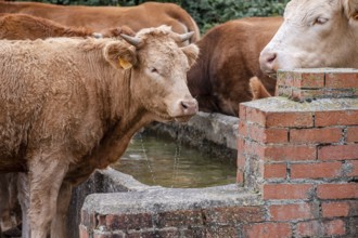 Herd of cows and calves at a waterhole, Santo Domingo de Silos, Burgos province, Spain