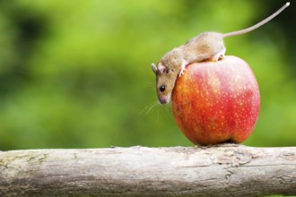 A mouse examines an apple, climbs, balancing act, animals, mammals, grey, grey house mouse, fruit,