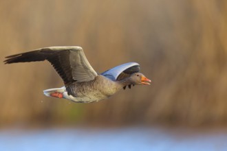 Greylag Goose, Anser anser, Oie cendrÈe, ¡nsar Com?n, Wagbachniederung, Wagh‰usl,