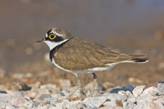 Little Ringed Plover, Little Plover, (Charadrius dubius), Petit Gravelot, Chorlitejo Chico,