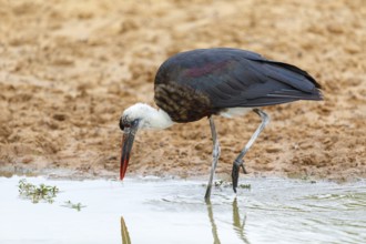 Asian woolly-necked stork (Ciconia episcopus), Cigogne Èpiscopale, Mkuze Game Reserve, Mkuze,
