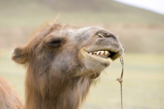 Mongolian Bactrian camels head with bared teeth