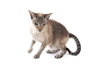 Siamese cat with tabby points isolated over white