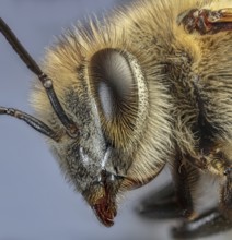 Honey Bee Close Up, Apis Sp