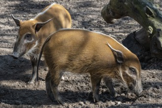 Red River Hog (Potamochoerus porcus) looking for food