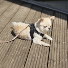 A small Chihuahua lies on a terrace and relaxes