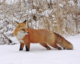 A red fox foraging in winter, Colorado, USA