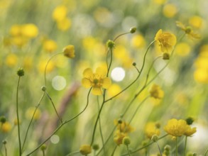 Tall buttercup (Ranunculus acris), buttercup, common buttercup, Riegersburg, Styria, Austria