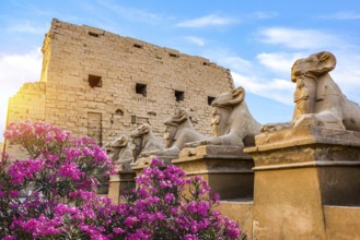 Pink flowers near Sphinxes of Karnak Temple in Luxor