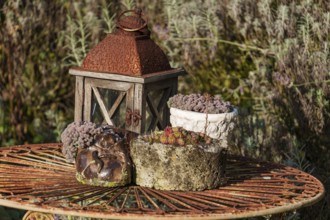 Old lantern and succulents as decoration on a garden table, weseke, münsterland, germany