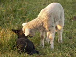 A white lamb shows affection to a lying black lamb in a meadow, Borken, münsterland, Germany