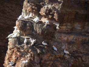 Birds nesting in a rocky area in cliffs in sunlight, helgoland, north sea, germany