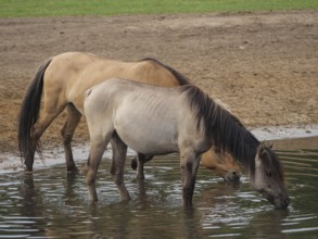 Two horses standing on the bank of the river and drinking water, merfeld, North Rhine-Westphalia,