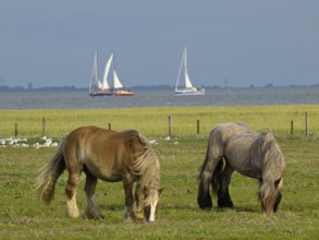 Two horses grazing peacefully on a pasture, in the background sailing boats by the sea, Juist, East