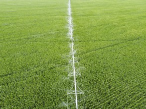 Irrigation system over corn field, top view