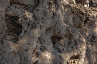 Millennial olive tree from Roquebrune-Cap-Martin. France