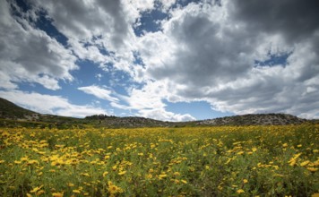 Field with yellow wild marguerite daisy flowers in spring. Springtime landscape Cyprus