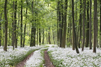 Wild garlic blossom in a riparian forest on the Danube near Neu-Ulm, Bavaria. Allium ursinum.