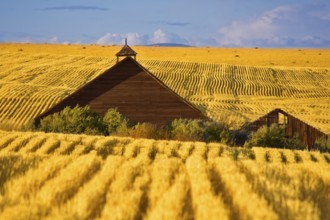 Rural farm in a huge field after a rain