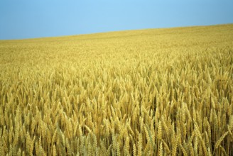 Wheatfield with ripe ears