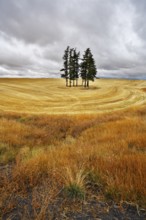 Small grove in fields after a harvest. Soon there will be a thunder-storm