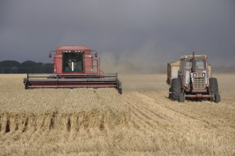 TIMARU, NEW ZEALAND, CIRCA FEBRUARY 2010: Farmers harvest a crop of wheat, South Canterbury, New