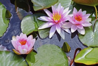 Pink water lily, flower, flowers, plant, plants, water lily, pond, pond roses, Vienna, Austria