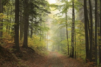 Path through the autumnal forest on a foggy morning, Bischofskoppe Mountain, October, Poland