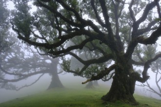 Laurel forest (Laurisilva) Unesco World Heritage Site, nature reserve, fog, evergreen, village of