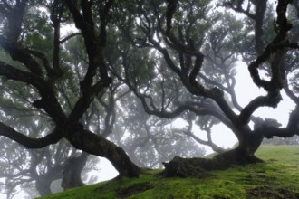 Laurel forest (Laurisilva) Unesco World Heritage Site, nature reserve, fog, evergreen, village of