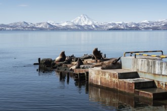 View of winter rookery Steller Sea Lion or Northern Sea Lion (Eumetopias Jubatus) on Pacific Coast.