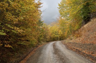 Autumn forest road. View of autumn forest road with fallen leaves Fall season scenery. Epirus