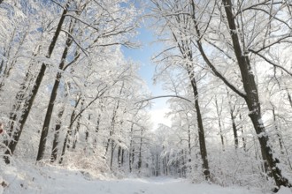 Forest trail after snowfall on sunny morning