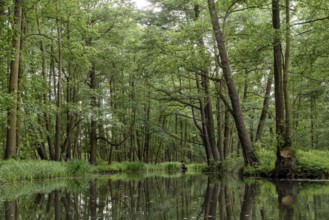Landscape with watercourses and forest in the Spreewald in Brandenburg in Germany