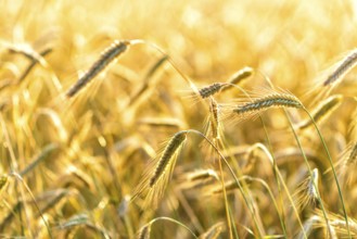 Grain in a field in Europe in July