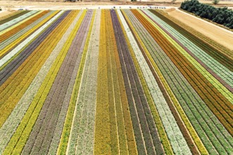 Israel. Aerial view. Garden buttercups - ranunculus. Hot sun and white clouds. Picturesque field of