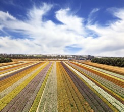 Israel. Magnificent floral carpet of colorful garden buttercups - ranunculus. Picturesque field of