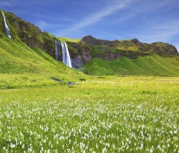 Selyalandfoss waterfall and picturesque flowering fields and streams. Iceland in July. Warm summer
